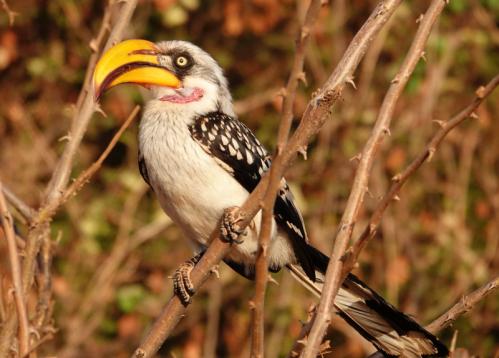 キバシコサイチョウ