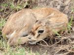 ガゼルの赤ちゃん