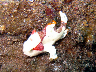 クマドリカエルアンコウ