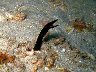 ハナヒゲウツボ