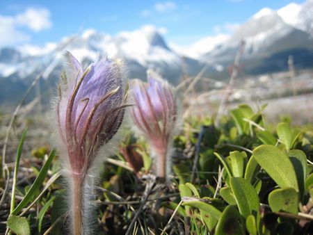 Prairie Crocus