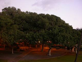 バンヤンの木は小鳥のすみか