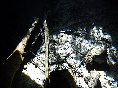 陸上にいるよう。