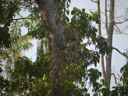 テングザルの家族