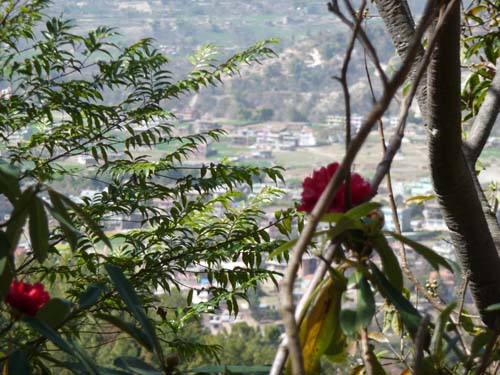 ラリグラス　４