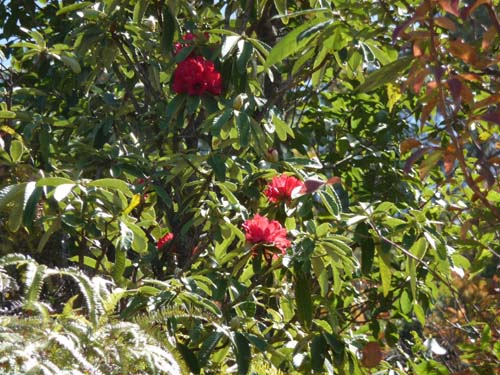 ラリグラス　１