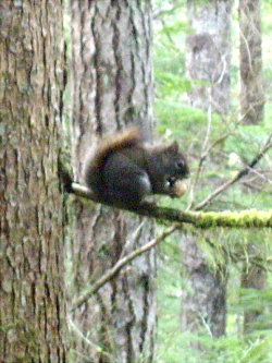 3月森の中　リス