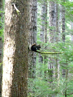 3月森の中　リス２