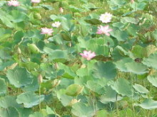 蓮#4　Goi Ngo Sen(蓮の和え