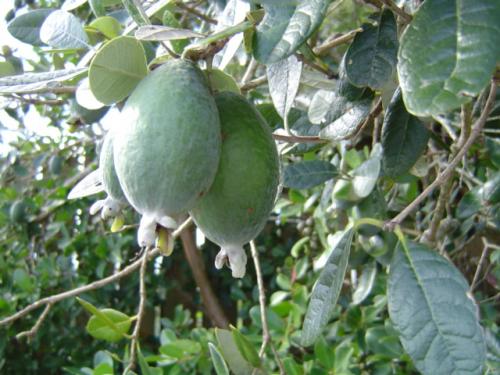 フェイジョアー１