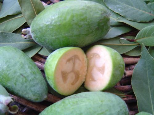 フェイジョアー２