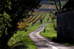 ベルジュラック