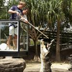 肉食ワニの餌付け体験