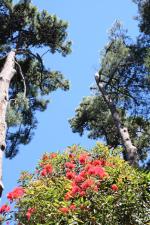 Ｐ９１-０５０Ｆ