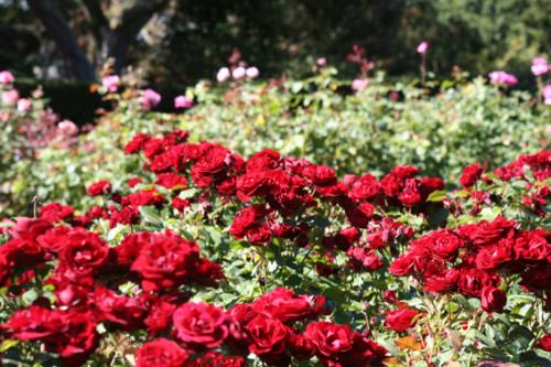 Ｐ９１-０２０Ｆ