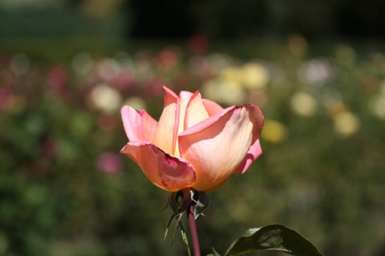 Ｐ９１-０２３Ｆ