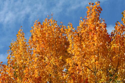 Ｐ５０-０５２Ｆ