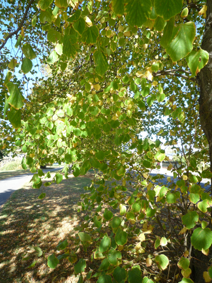 Ｐ９３-０４２Ｆ