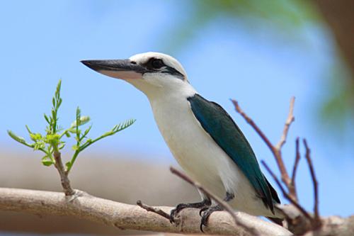 キングフィッシャー