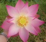 蓮#５　ハス、SEN、LOTUS