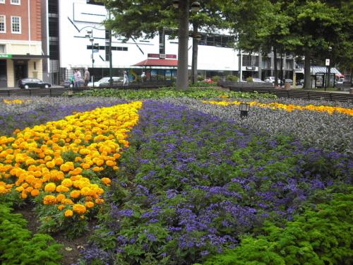 ビクトリア広場　トラムステーション前　手前の緑はパセリ