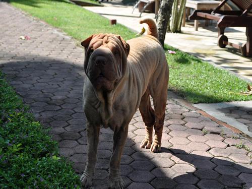 プリマスヴィラ9