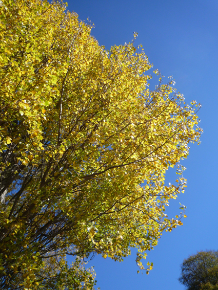 Ｐ９３-０７６Ｆ