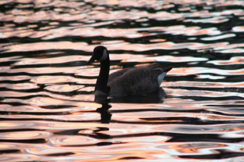 Ｐ９５-０４０Ｆ