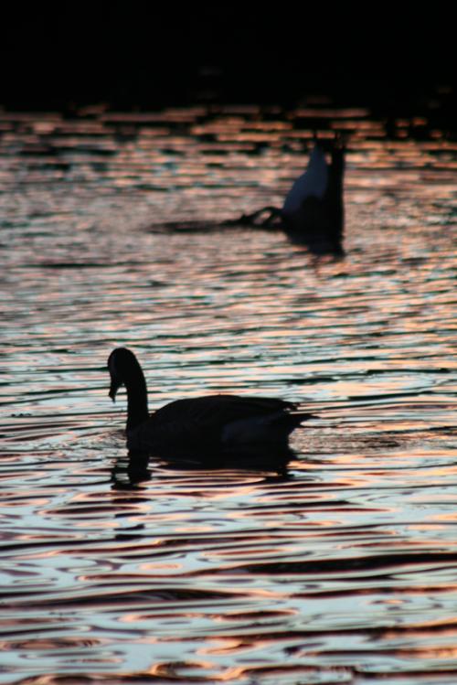 Ｐ９５-０４５Ｆ