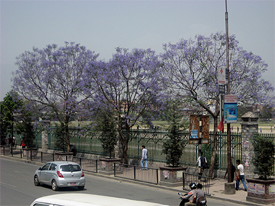 青空に藤色のジャガランダ