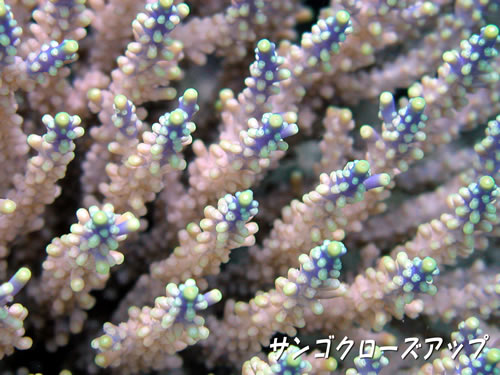 サンゴ