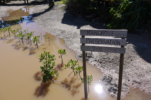 マングローブ植樹