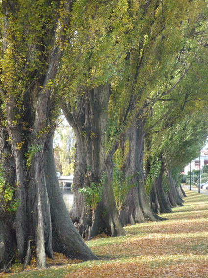 Ｐ９５-０５０Ｆ