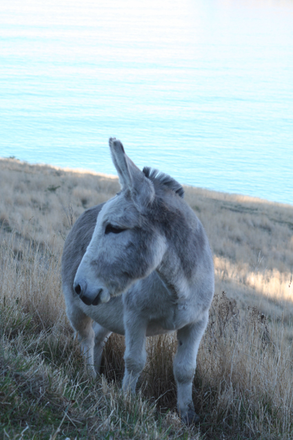 Ｐ９５-１０２Ｆ