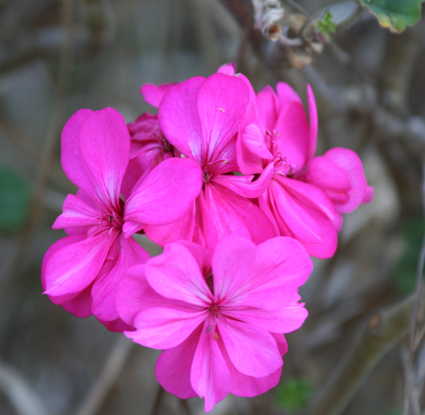 Ｐ９５-１１５Ｆ