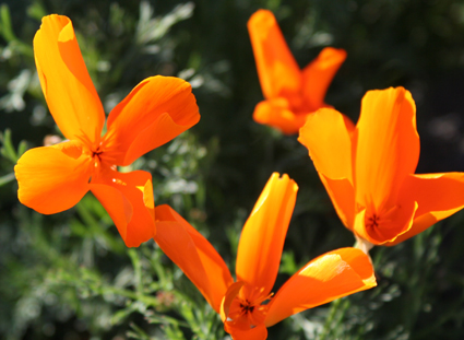 Ｐ９５-１１９Ｆ