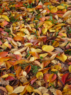 Ｐ９６-０９６Ｆ