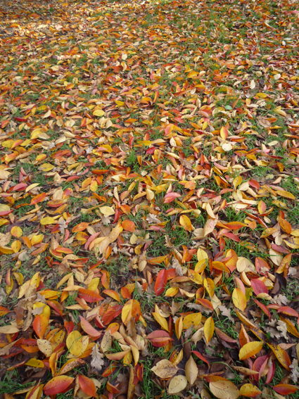 Ｐ９６-０９７Ｆ