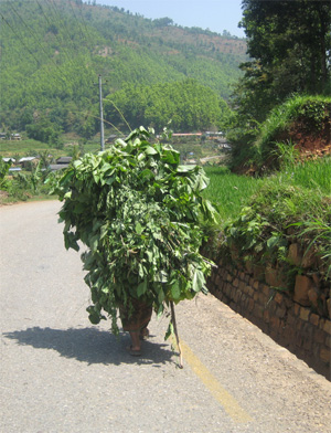 モリゾーみたいな？