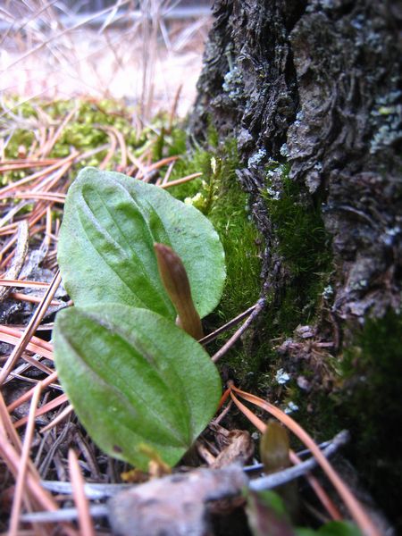 ホテイラン 新芽