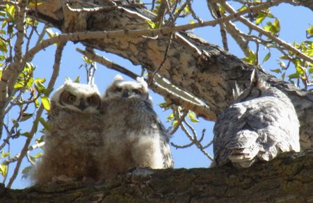 051210　フクロウ