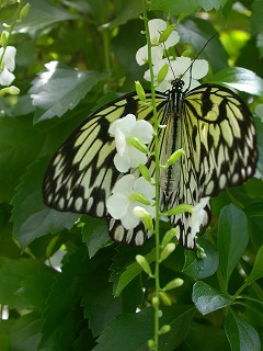 蝶の保全博物館