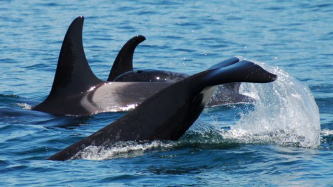 海峡の住人キラーホエール