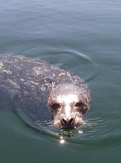 愛嬌もののアザラシ君