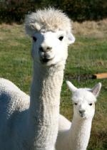 アルパカの親子