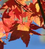 Ｐ６４-０９９Ｆ