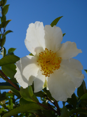 Ｐ９７-０７１Ｆ