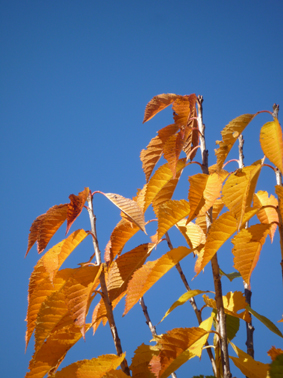 Ｐ９７-０７３Ｆ