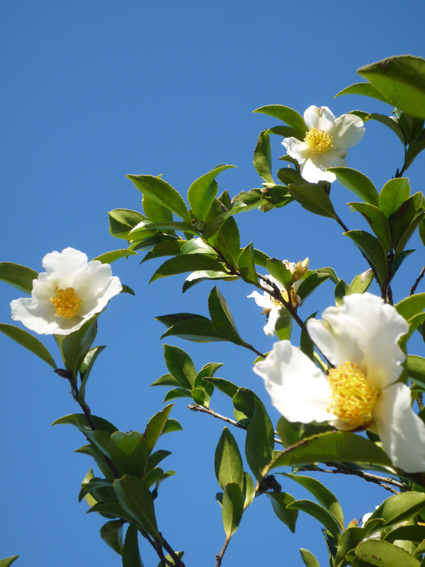 Ｐ９７-０７４Ｆ