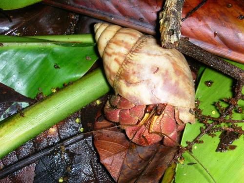 オカヤドカリさん